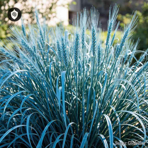 Helictotrichon Sempervirens sugar spheres in uniform orb form for energetic homeopathic (nonmedical) dry-form presentation