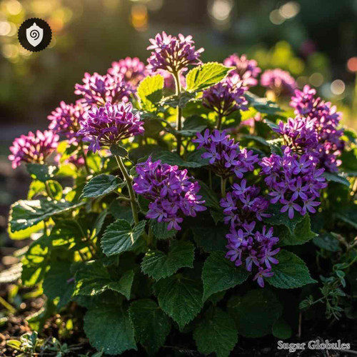 Heliotropium Peruvianum sugar spheres in pellet form for energetic homeopathic (nonmedical) dry presentation and storage