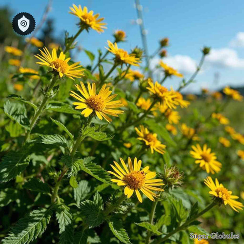 Helminthia Echioides sugar spheres in uniform orb format for energetic homeopathic (nonmedical) remedy presentation