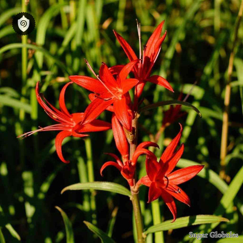 Hesperantha Coccinea sugar granules in precise orb form for energetic homeopathic (nonmedical) solid presentation and dry storage