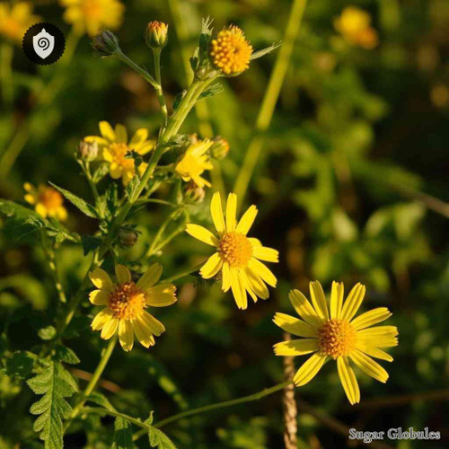 Heterotheca Pumila sugar granules in compact orb form for energetic homeopathic (nonmedical) dry-form presentation and storage