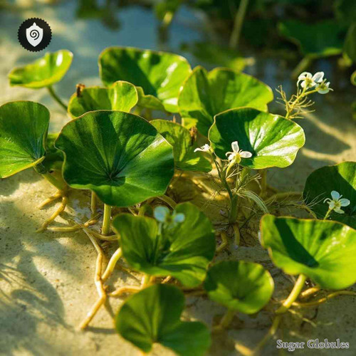 Heterotis Rotundifolia sugar spheres in consistent orb form for energetic homeopathic (nonmedical) dry-form presentation