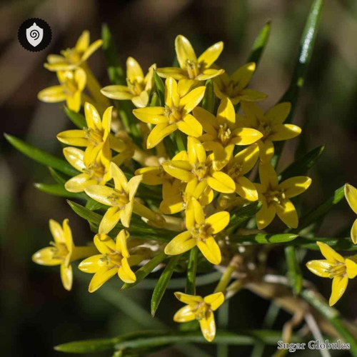 Hibbertia Tetrandra sugar spheres in precise orb form for energetic homeopathic (nonmedical) granule presentation and storage