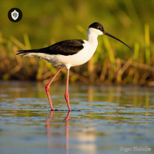 Himantopus Himantopus sugar spheres in uniform orb form for energetic homeopathic (nonmedical) dry-form presentation and storage