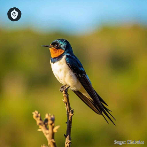 Hirundo Rustica sugar granules in spherical format for energetic homeopathic (nonmedical) dry-form presentation and storage