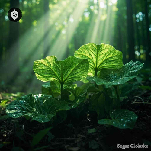 Hoita Orbicularis sugar orbs in precise uniform size for energetic homeopathic (nonmedical) dry-form presentation and storage