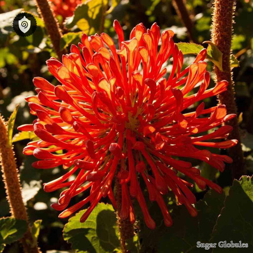 Hoitzia Coccinea sugar spheres in uniform orb format for energetic homeopathic (nonmedical) dry presentation and storage