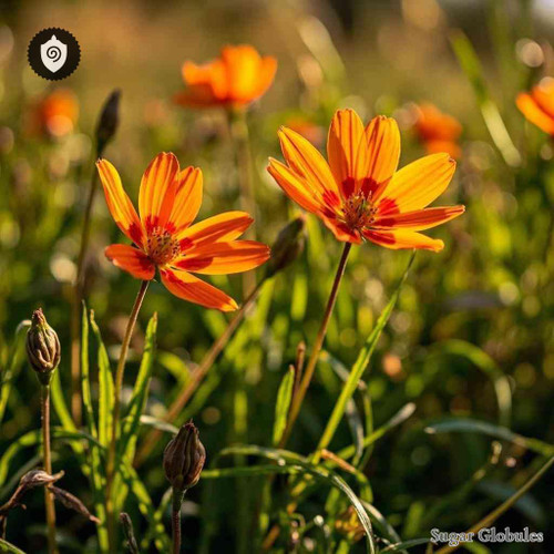 Homeria Collina sugar spheres in granular orb format for energetic homeopathic (nonmedical) dry-form presentation and storage