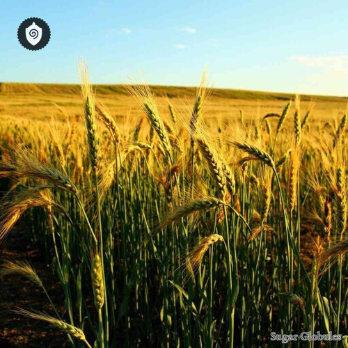 Hordeum Vulgare sugar spheres in uniform orb format for energetic homeopathic (nonmedical) dry-form presentation and storage