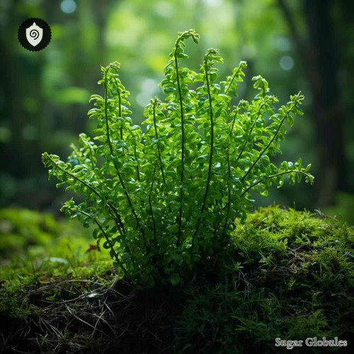 Huperzia Selago sugar granules in orb format, standard size for energetic homeopathic (nonmedical) remedy physical presentation