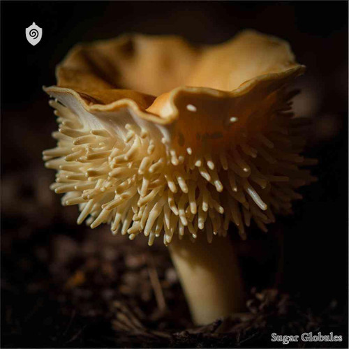 Hydnum Repandum sugar spheres in uniform orb form for energetic homeopathic (nonmedical) dry storage and precise pellet presentation