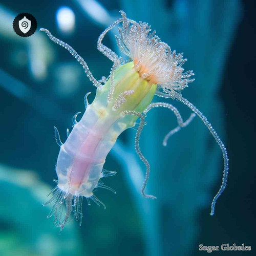 Hydra Oligactis sugar granules in spherical form for energetic homeopathic (nonmedical) pellet presentation and dry-form storage