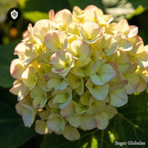 Hydrangea Paniculata sugar spheres in uniform orb form for energetic homeopathic (nonmedical) dry-form presentation