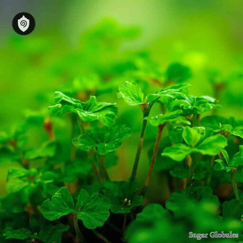 Hydrocotyle Asiatica sugar spheres in uniform pellet form for energetic homeopathic (nonmedical) physical remedy presentation