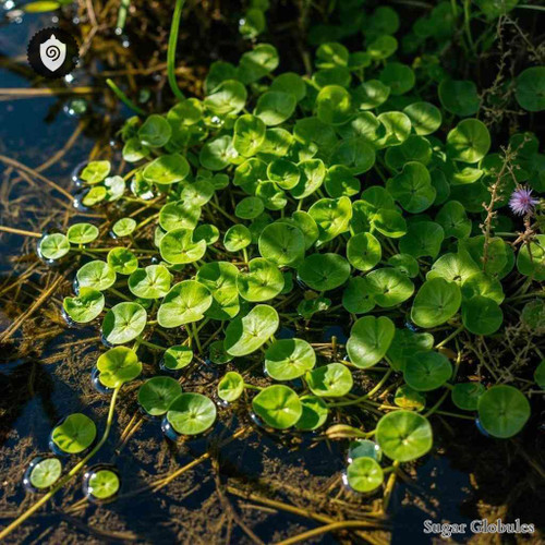 Hydrocotyle Vulgaris sugar spheres in pellet format for energetic homeopathic (nonmedical) dry-form presentation and storage