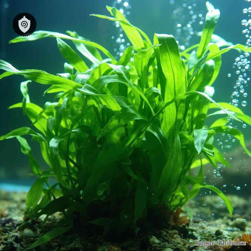 Hygrophila Spinosa sugar spheres in uniform pellet form for energetic homeopathic (nonmedical) dry storage and presentation