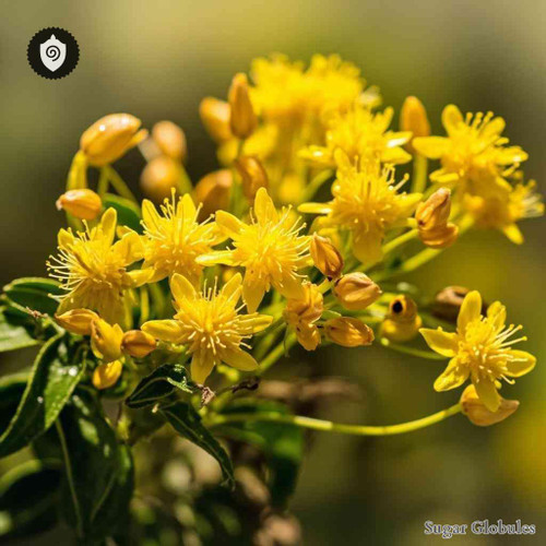 Hypericum Forrestii sugar spheres in pellet form for energetic homeopathic (nonmedical) dry storage and physical remedy presentation