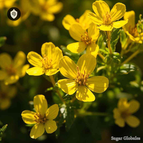 Hypericum Hircinum sugar spheres in uniform granule form for energetic homeopathic (nonmedical) dry-form presentation