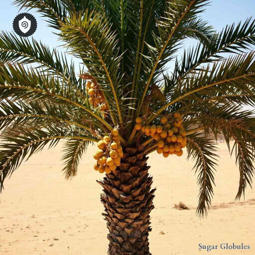 Hyphaene Compressa sugar spheres in uniform orb format for energetic homeopathic (nonmedical) dry-form physical presentation