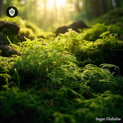 Hypnum Cupressiforme sugar spheres in pellet form, uniform size for energetic homeopathic (nonmedical) dry presentation use