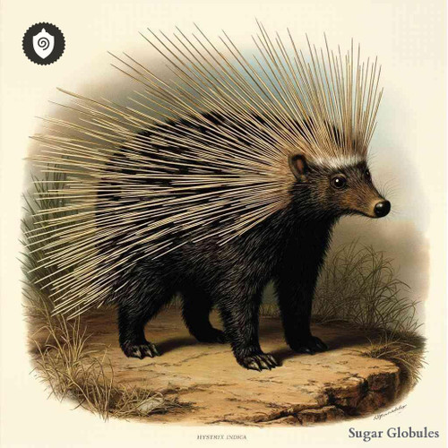 Hystrix Indica sugar granules in spherical form for standardized energetic homeopathic (nonmedical) physical product presentation