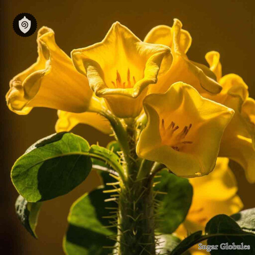 Ibicella Lutea sugar spheres in orb format for energetic homeopathic (nonmedical) dry-form presentation and uniform physical dosing