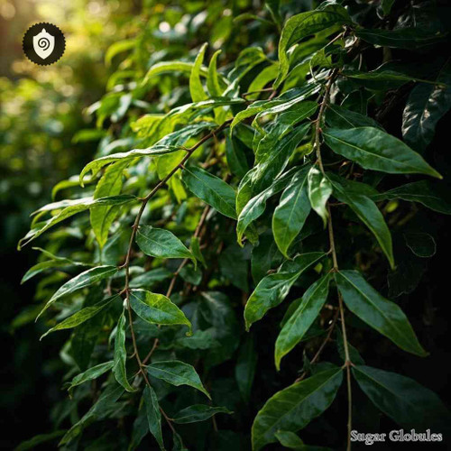 Ilex Paraguariensis sugar spheres in compact orb form for energetic homeopathic (nonmedical) dry-form presentation and storage