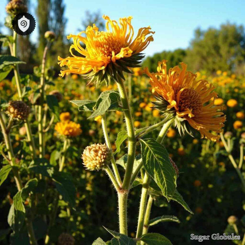 Inula Graveolens sugar spheres in orb format, precise granulation for energetic homeopathic (nonmedical) dry-form presentation