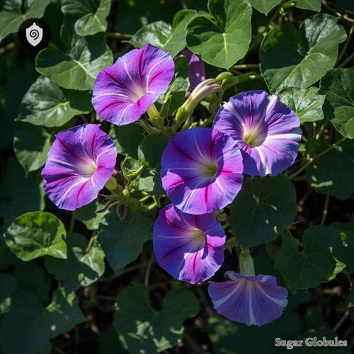 Ipomoea Violacea sugar spheres in even pellet form for energetic homeopathic (nonmedical) dry-form physical presentation