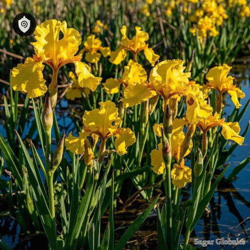 Iris Pseudacorus sugar spheres in compact orb form for energetic homeopathic (nonmedical) dry-form presentation and storage