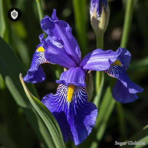 Iris Tenax sugar spheres in orb format for energetic homeopathic (nonmedical) physical remedy presentation and dry storage