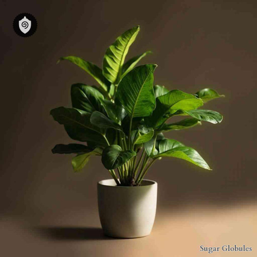 Ischnosiphon Ovatus sugar spheres in compact pellet form for energetic homeopathic (nonmedical) dry-form presentation