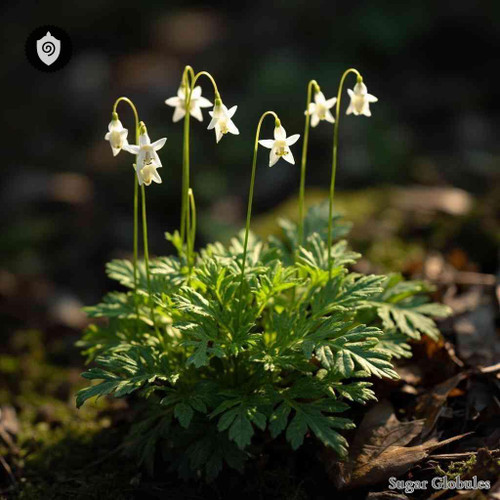 Isopyrum Thalictroides sugar granules in orb shape for energetic homeopathic (nonmedical) physical remedy presentation and storage