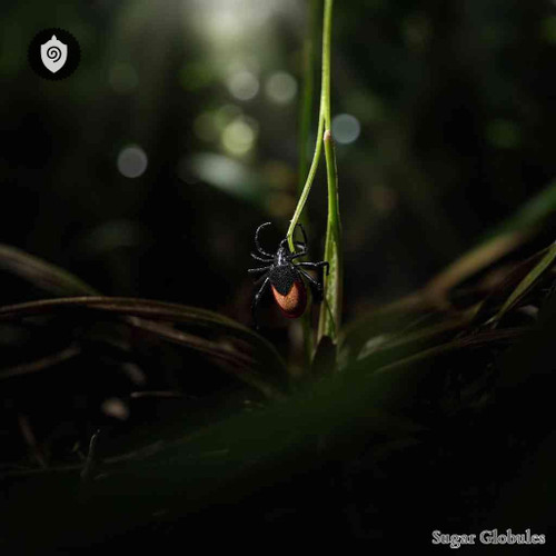 Ixodes Ricinus sugar spheres in precise orb form for energetic homeopathic (nonmedical) physical remedy representation