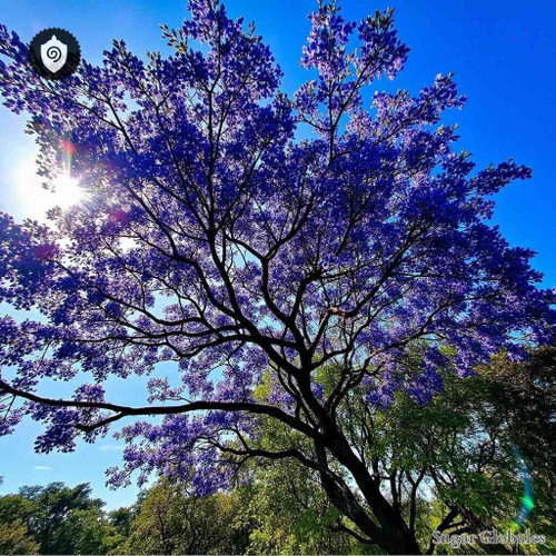 Jacaranda Gualandai sugar granules in orb format for energetic homeopathic (nonmedical) solid form presentation