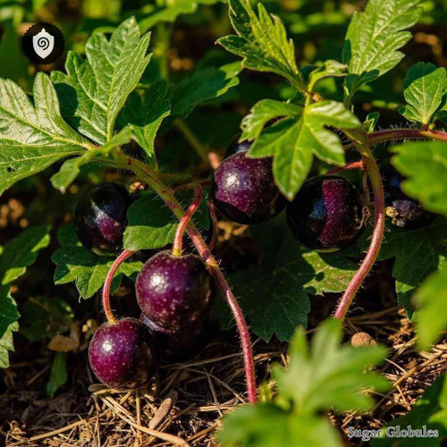 Jaltomata Procumbens sugar spheres in compact orb form for energetic homeopathic (nonmedical) dry product presentation