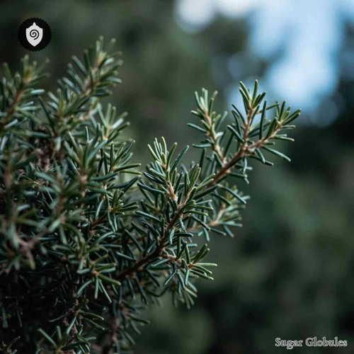 Juniperus Communis sugar spheres in uniform orb format for energetic homeopathic (nonmedical) dry-form presentation and storage