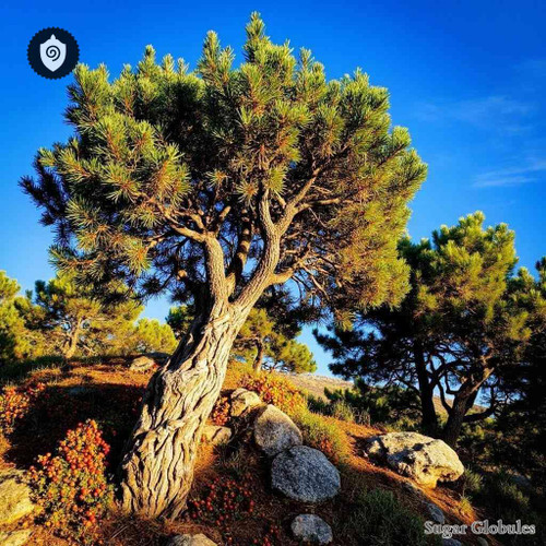 Juniperus Oxycedrus sugar granules in orb format, precise spherical form for energetic homeopathic (nonmedical) dry-form presentation