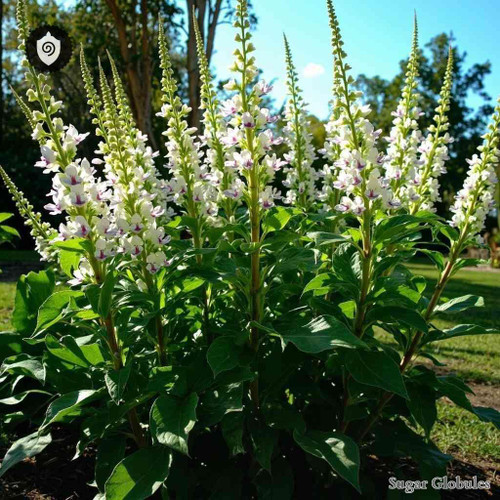 Justicia Adhatoda sugar spheres in pellet form for energetic homeopathic (nonmedical) dry-form presentation and physical remedy listing