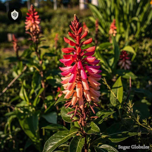 Justicia Carnea sugar spheres in uniform orb format for energetic homeopathic (nonmedical) dry-form presentation and storage