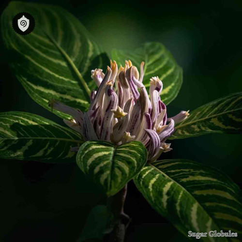 Kaempferia Elegans sugar spheres in compact orb form for energetic homeopathic (nonmedical) dry presentation and precise dosing