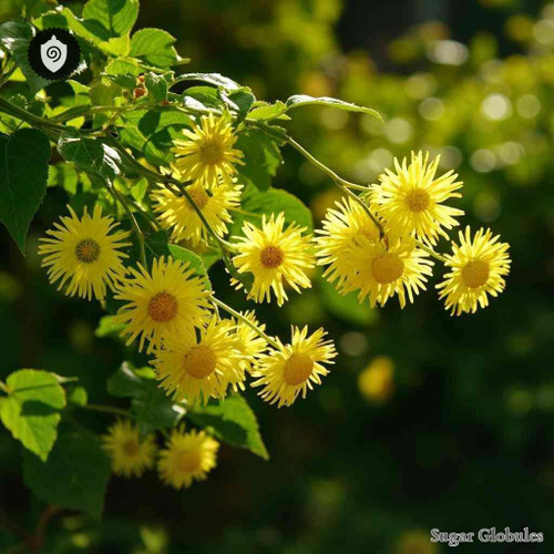 Kerria Japonica sugar spheres in compact orb form for precise energetic homeopathic (nonmedical) dry-form presentation