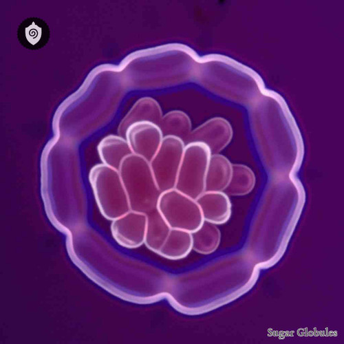 Klebsiella Ozaenae sugar spheres in uniform orb format for energetic homeopathic (nonmedical) dry-form presentation and storage