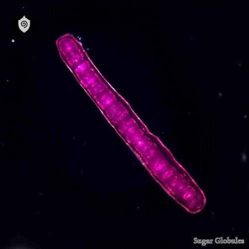 Klebsiella Pneumoniae sugar spheres in pellet form for energetic homeopathic (nonmedical) physical remedy presentation and dry storage