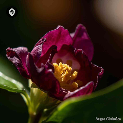 Kopsia Singapurensis sugar spheres in orb format for energetic homeopathic (nonmedical) physical product presentation