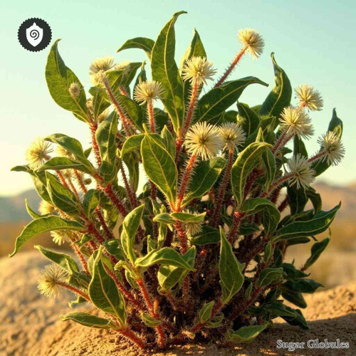 Krscheninnikovia Ceratoides sugar orbs in uniform sphere format for energetic homeopathic (nonmedical) physical remedy presentation