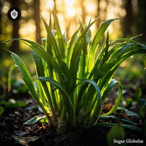 Lac Lepinum Europaeum sugar orbs in uniform pellet format for energetic homeopathic (nonmedical) dry-form presentation