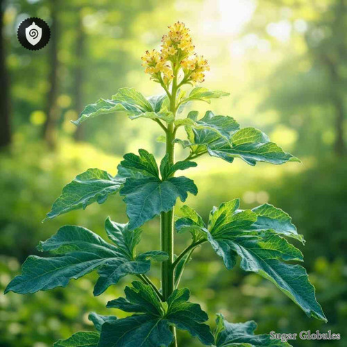 Lactuca Canadensis sugar spheres in dry orb form for energetic homeopathic (nonmedical) physical product presentation and storage