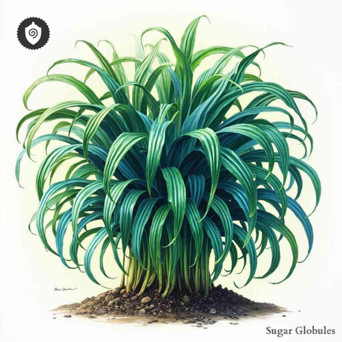 Lactuca Elongata sugar spheres in precise pellet form for energetic homeopathic (nonmedical) dry remedy storage and presentation