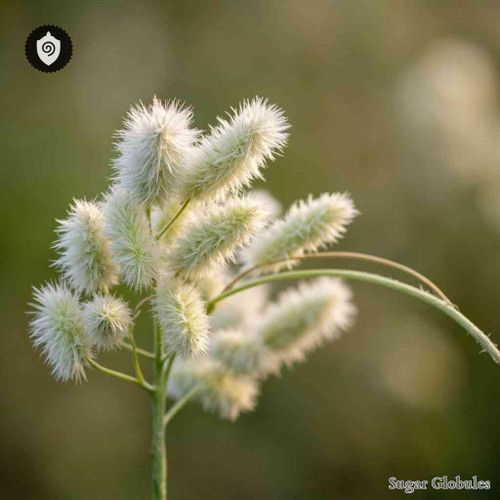 Lagurus Ovatus sugar spheres in consistent orb format for energetic homeopathic (nonmedical) dry-form presentation and storage